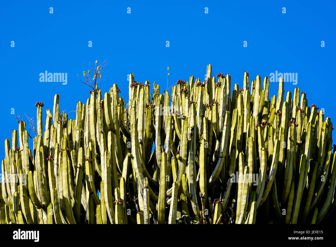 Cactus Texture Background Stock Photo - Alamy