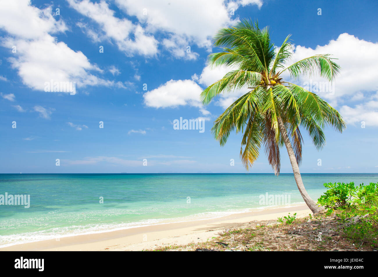 tropical beach with coconut palm Stock Photo - Alamy