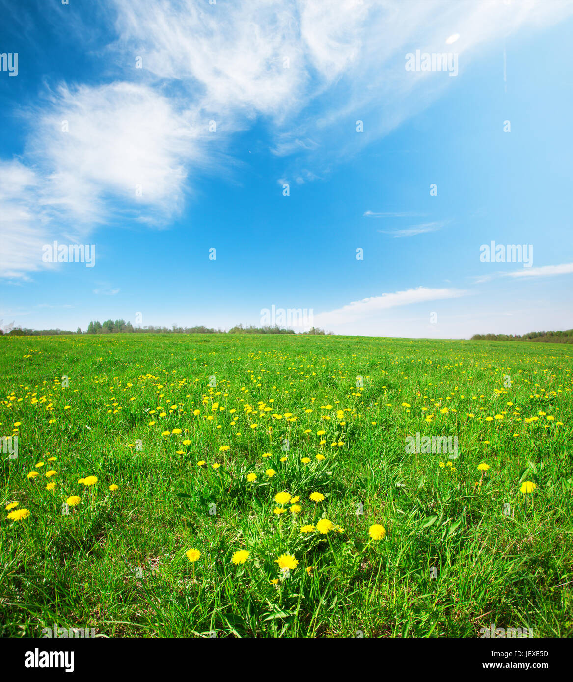 Yellow flowers field under blue cloudy sky Stock Photo