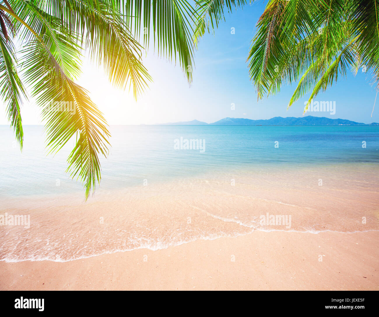 Palm and tropical beach Stock Photo - Alamy