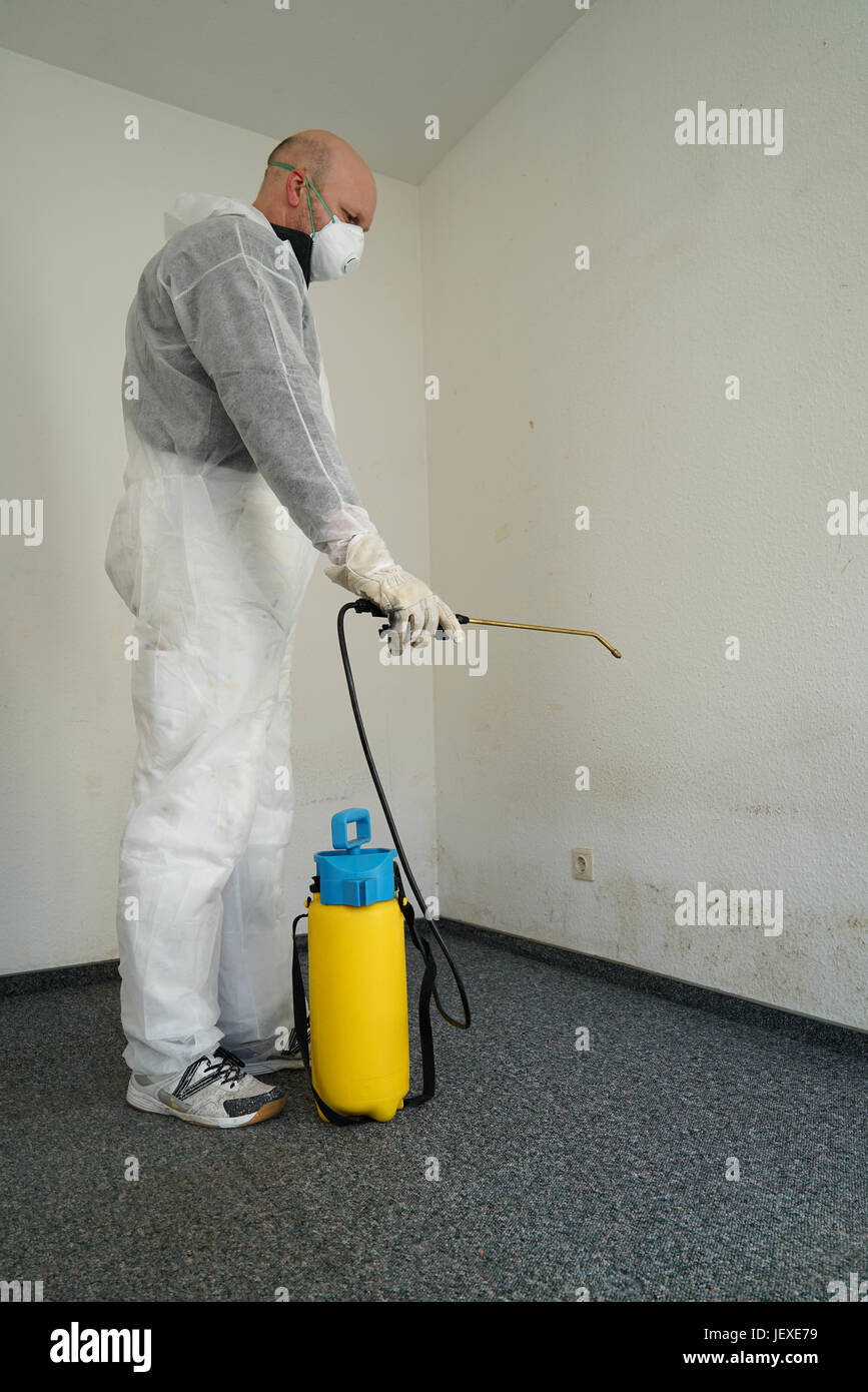specialist in combating mold in an apartment Stock Photo