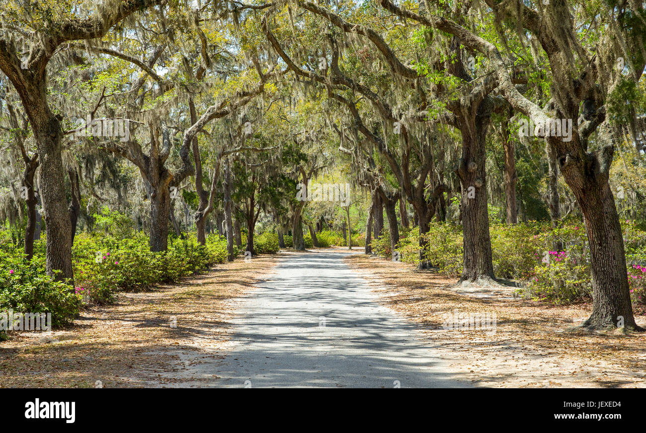 Covered rural road in the Southern United States.  The path is framed by azaleas and Spanish moss hanging from live oak trees. Stock Photo