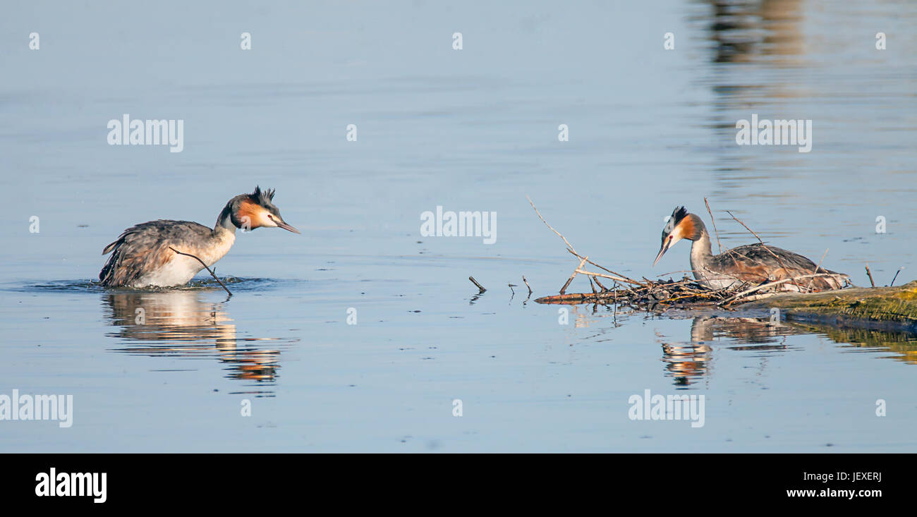 Grebes on the Danube Stock Photo