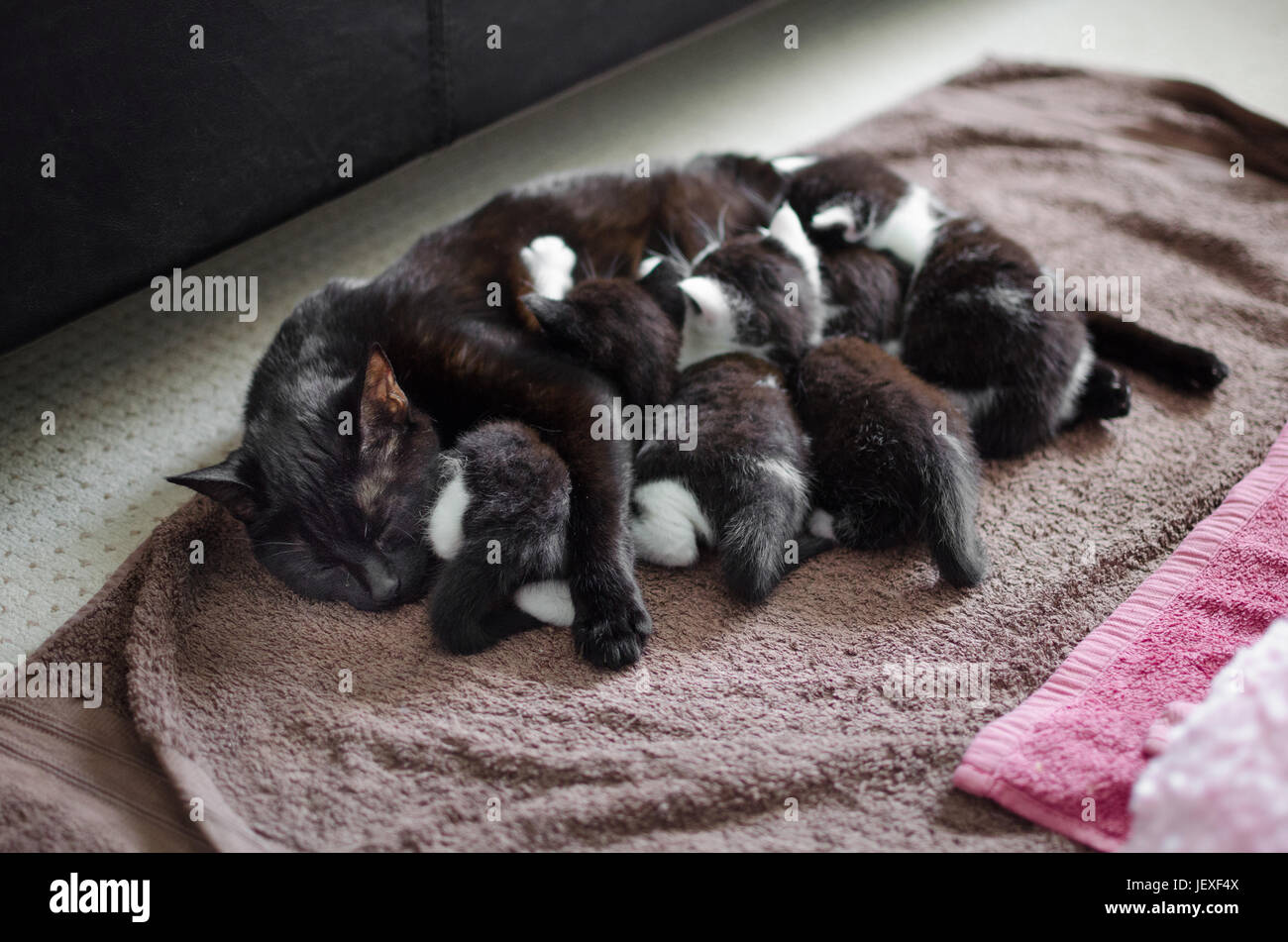 black cat mom feeding her young litter of kittens Stock Photo Alamy