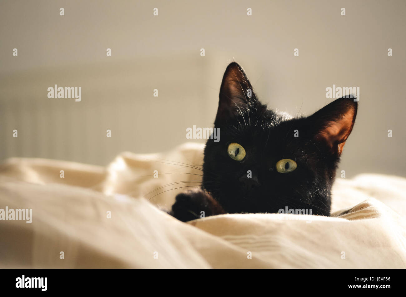 Cat in sheets hires stock photography and images Alamy