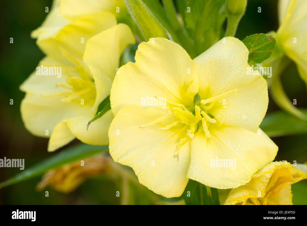 closeup to yellow primrose flower Stock Photo Alamy