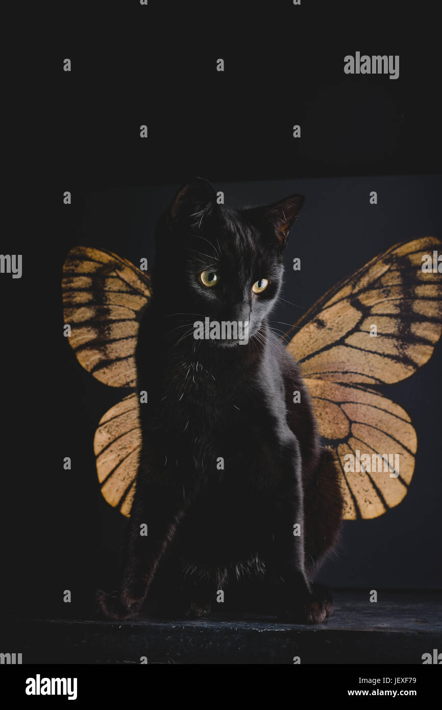 portrait of a black cat in front of a butterfly wing canvas Stock Photo