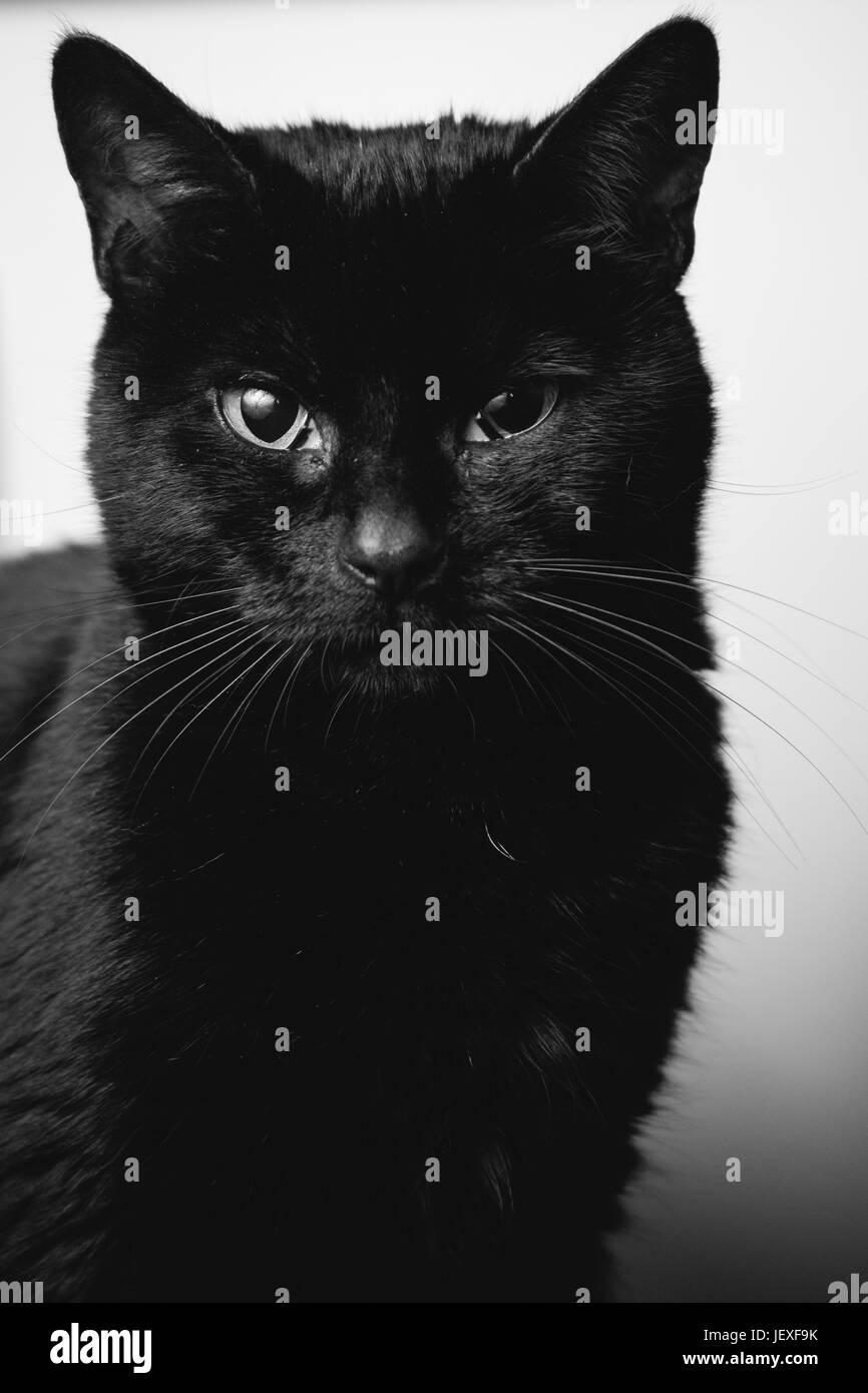black cats portrait Stock Photo Alamy