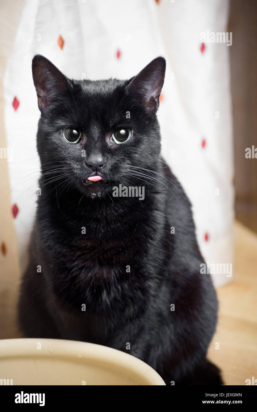 black cat drinking water from a bowl, wet chin Stock Photo Alamy