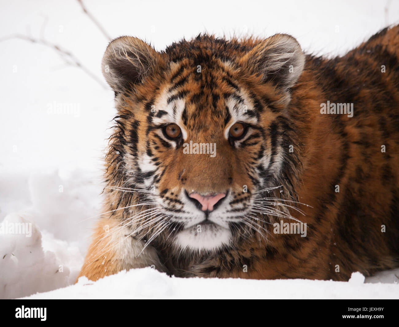 Detail of head of youg siberian tiger in winter - Panthera tigris altaica - endangered in IUNC Red List Stock Photo