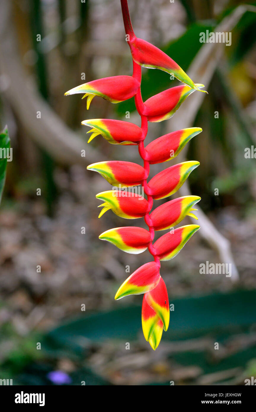 Lobster Claw Latin name Heliconia rostrata Stock Photo Alamy