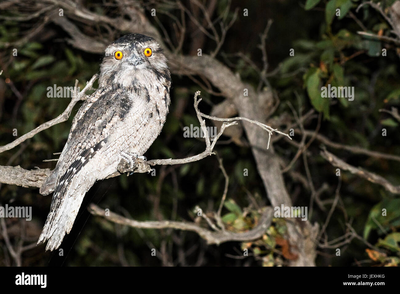 Powerful Owl In oak tree Stock Photo