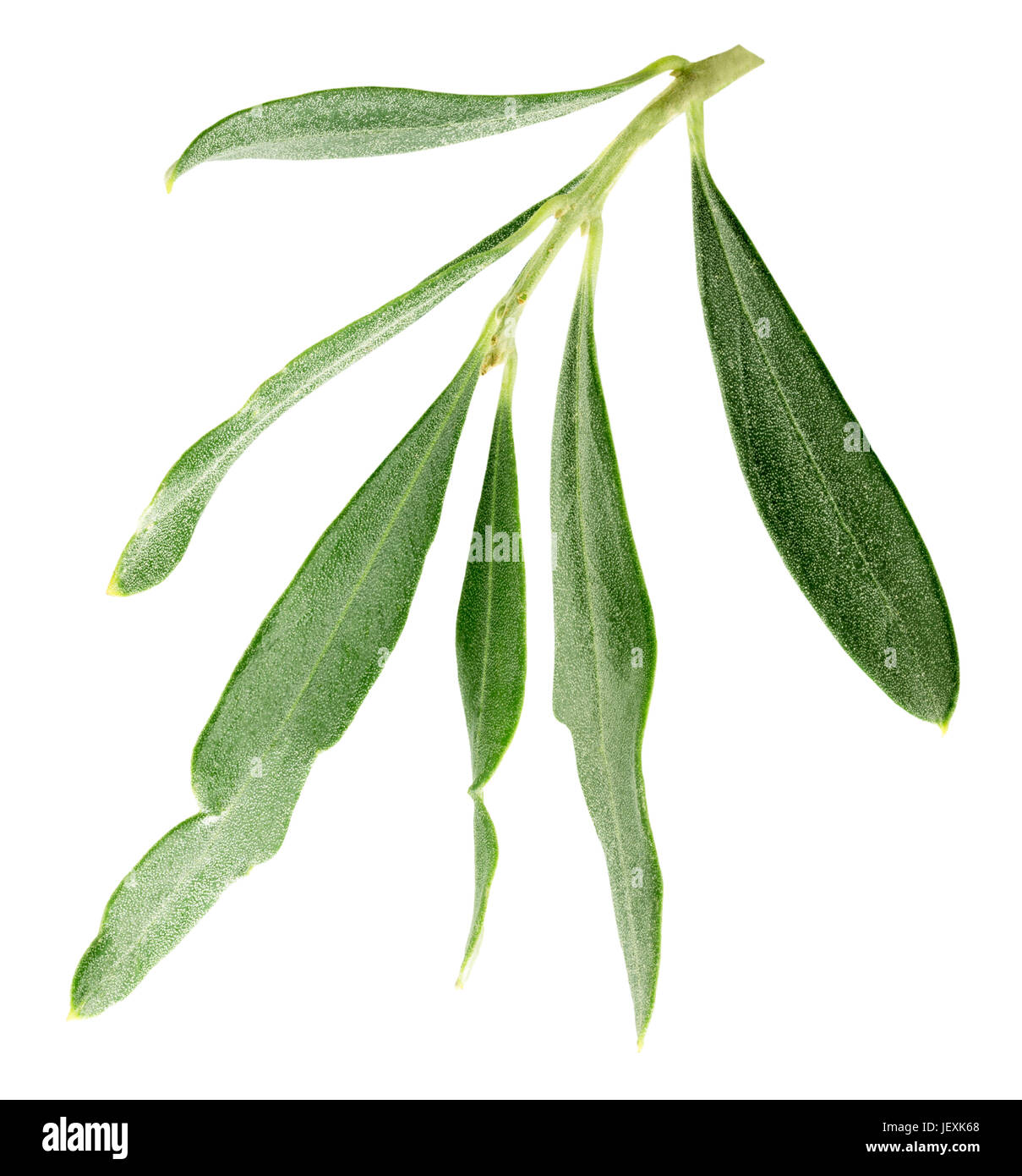 branch with olive leaves isolated on a white background Stock Photo - Alamy