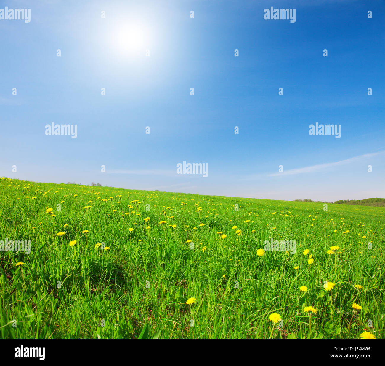 Yellow flowers field under blue cloudy sky Stock Photo