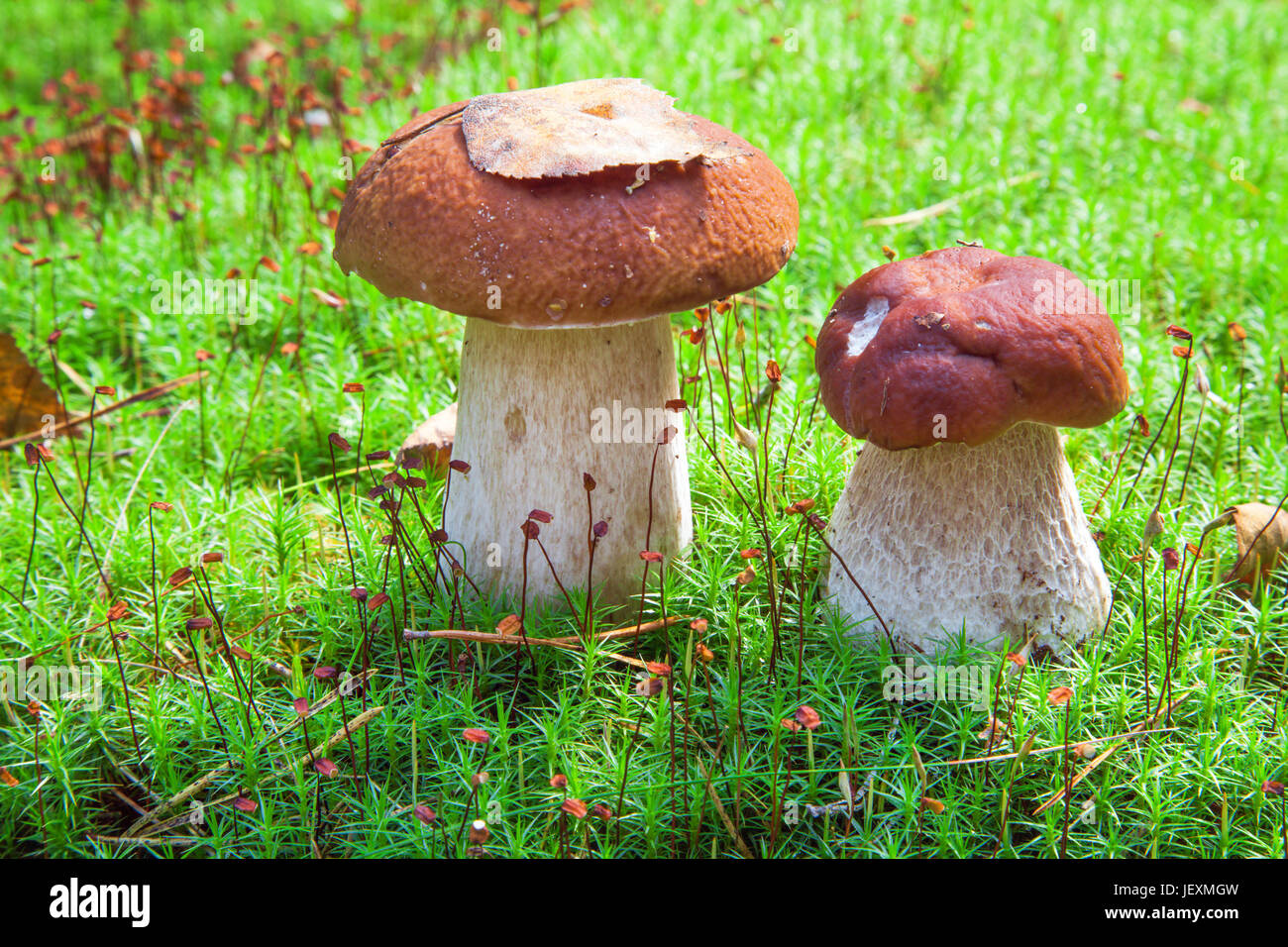 Porcini mushroom (Boletus edulis) Stock Photo