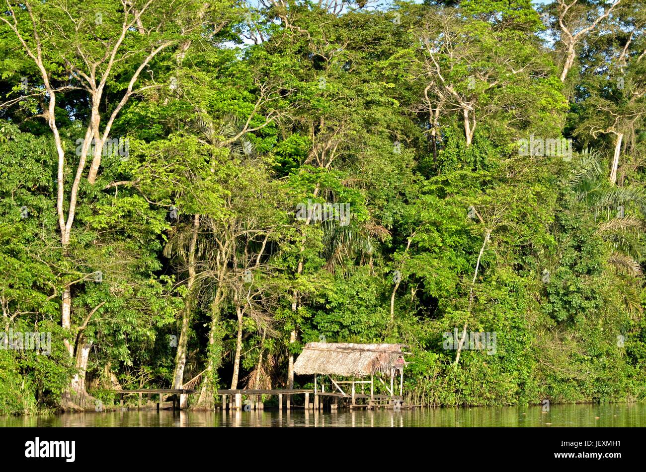 Tropical rainforest in Humedal Caribe Noreste at Tortuguero National Park. Stock Photo