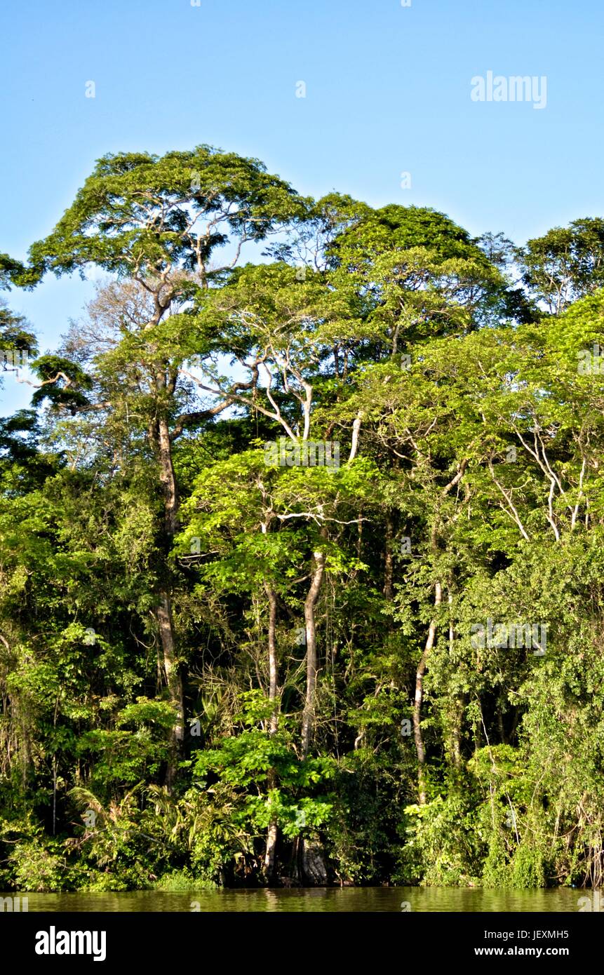 Tropical rainforest in Humedal Caribe Noreste at Tortuguero National Park. Stock Photo