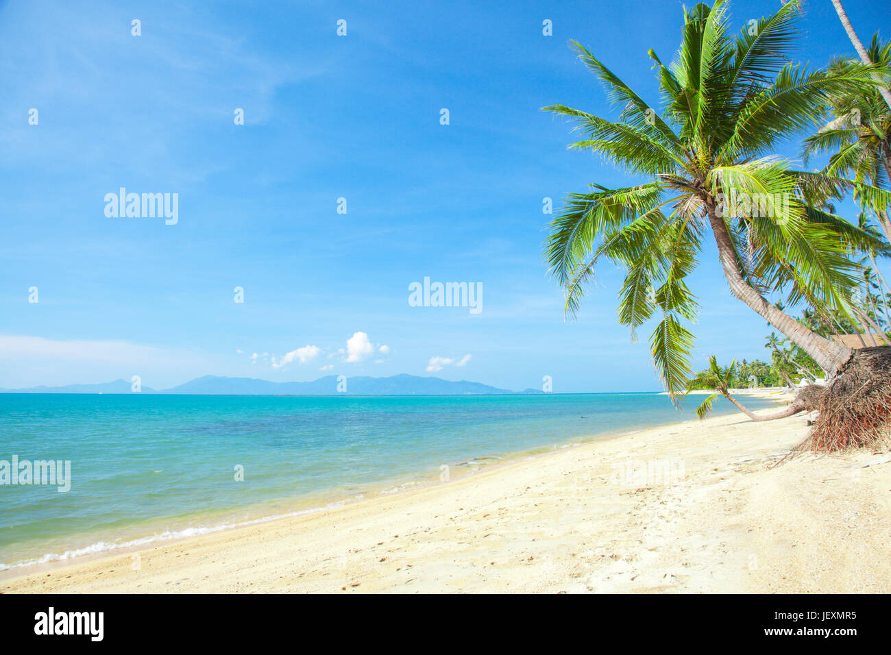 tropical beach with coconut palm Stock Photo - Alamy