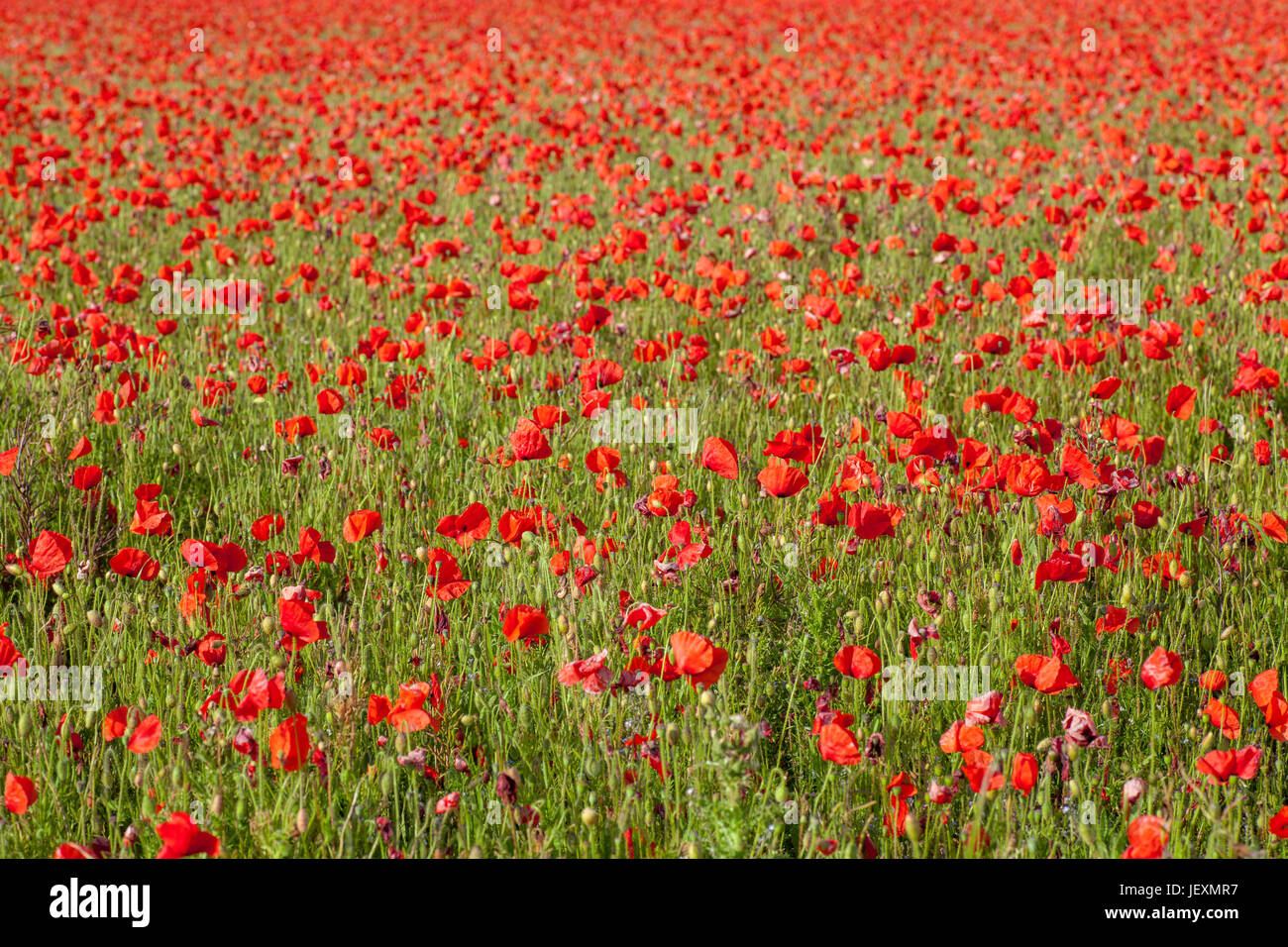 West Pentire near Newquay in Cornwall UK. Meadow of wild poppies full frame. Stock Photo