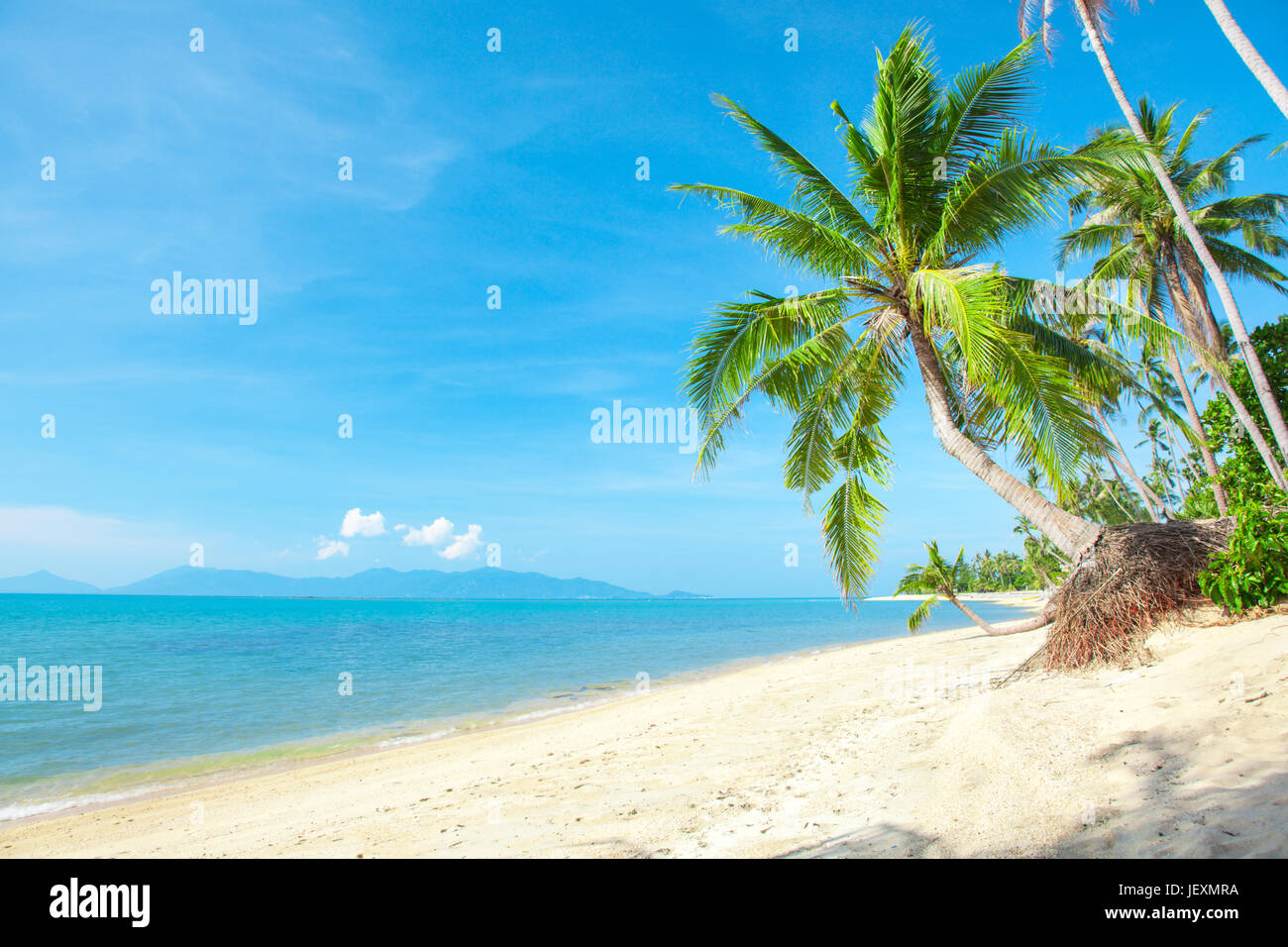 tropical beach with coconut palm Stock Photo - Alamy