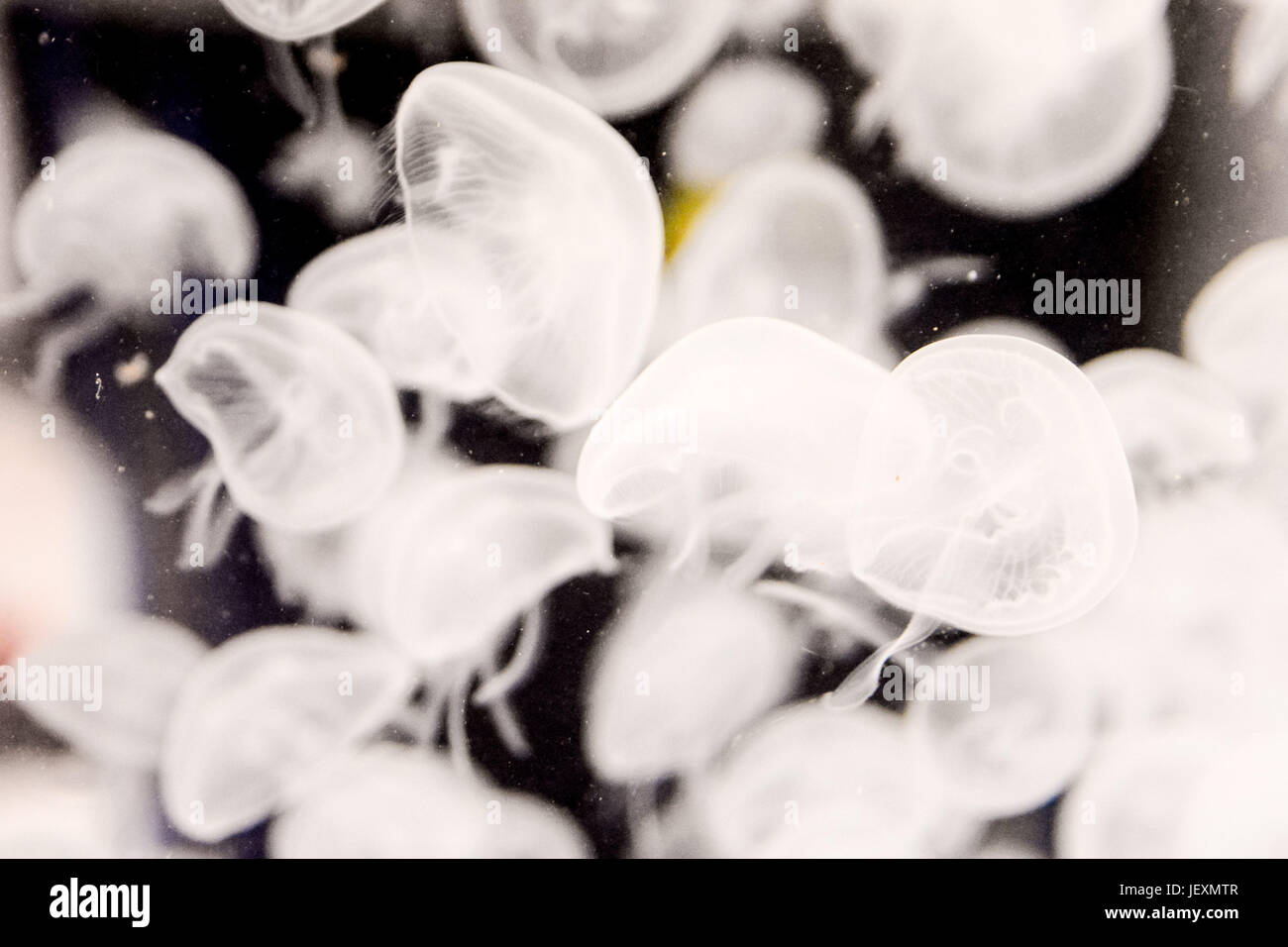 Jellyfish Dangerous Poisonous Medusa Stock Photo - Alamy