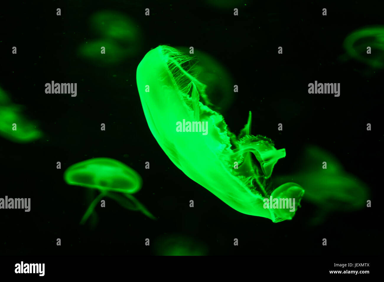 Jellyfish Dangerous Poisonous Medusa Stock Photo Alamy