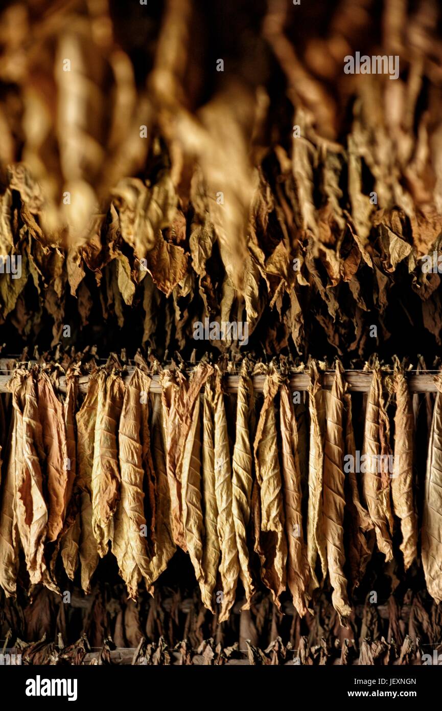 largest tobacco farm in america How to Grow Tobacco