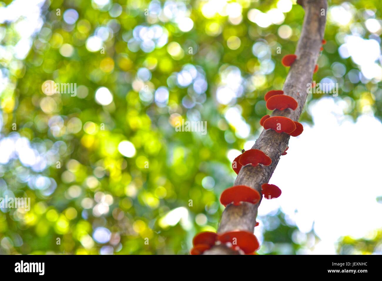 Red fungi grows on a tree branch in the Poco das Antas Biological Reserve. Stock Photo