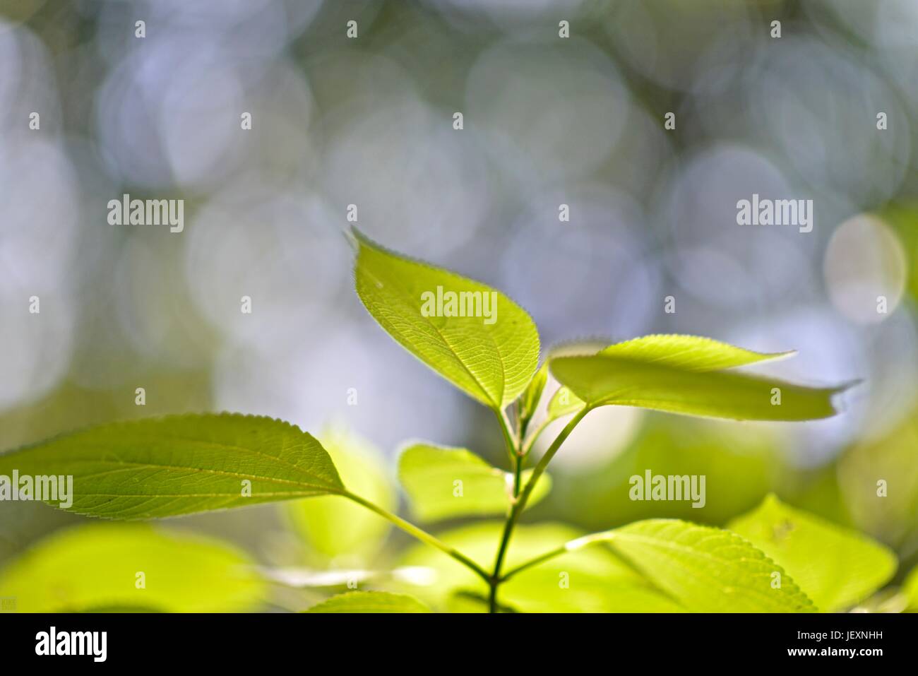 Plant leaves grow in Poco das Antas Biological Reserve. Stock Photo