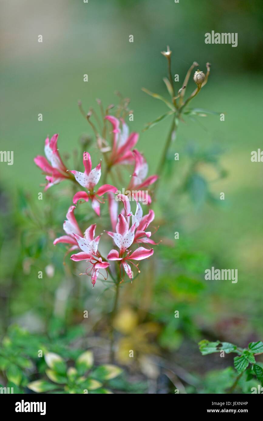 A flower grows in Facenda dos Cordeiros. Stock Photo