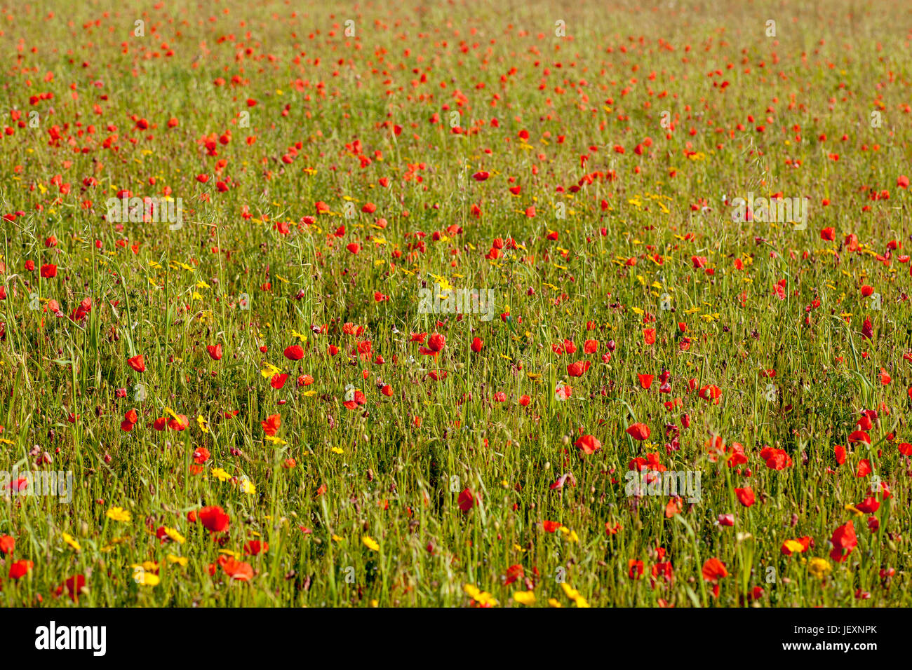 West Pentire near Newquay in Cornwall UK. Poppy field full frame. Stock Photo