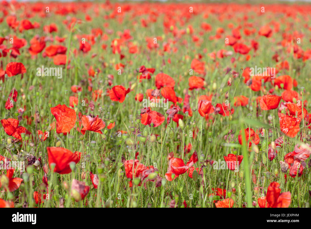 West Pentire near Newquay in Cornwall UK. Wild poppies. Low angle full frame. Stock Photo