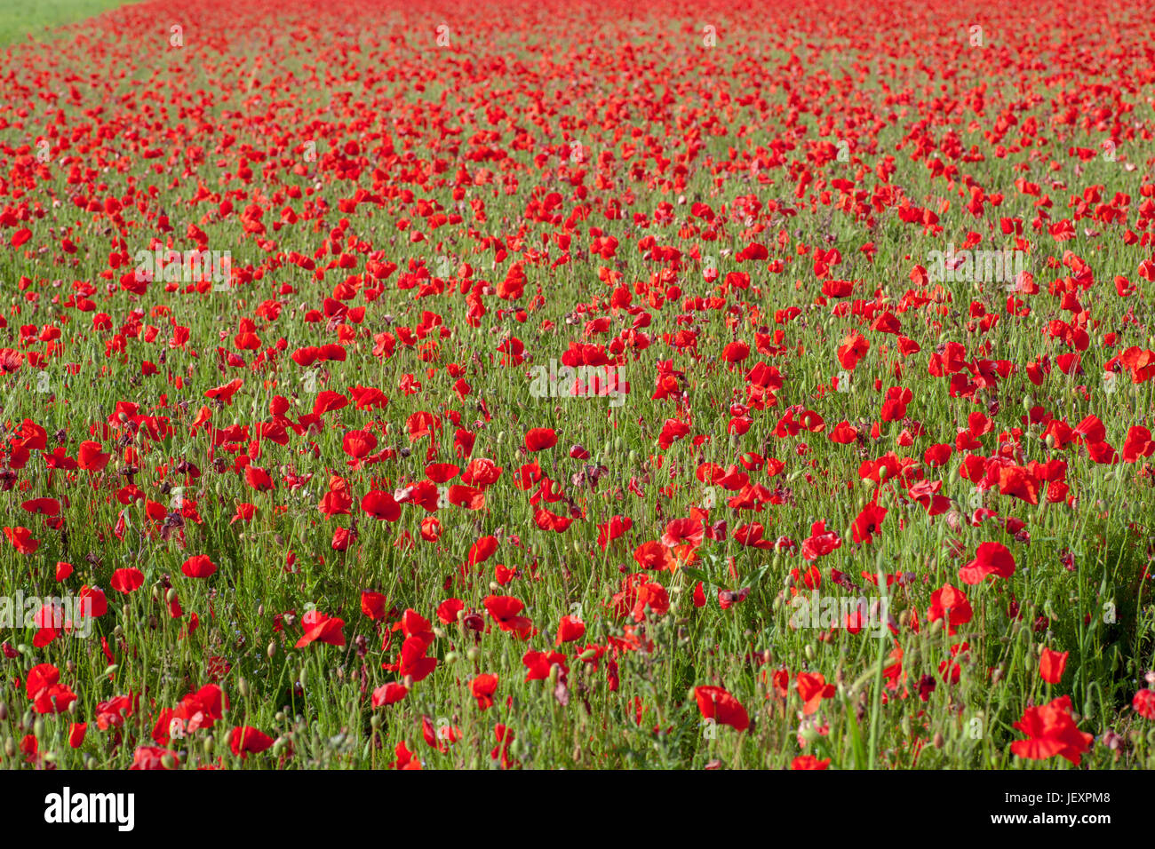 West Pentire near Newquay in Cornwall UK. Wild poppy meadow. Full frame. Stock Photo