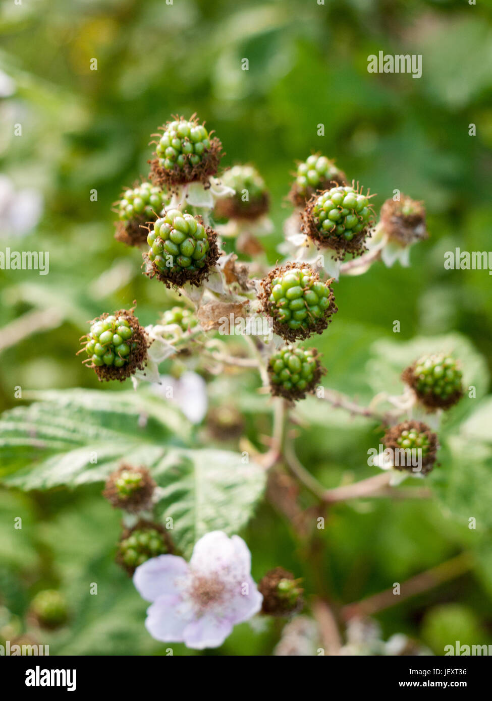 Blackberries Growing In The Early Summer Heat And Light Not Yet Ready   Blackberries Growing In The Early Summer Heat And Light Not Yet Ready JEXT36 