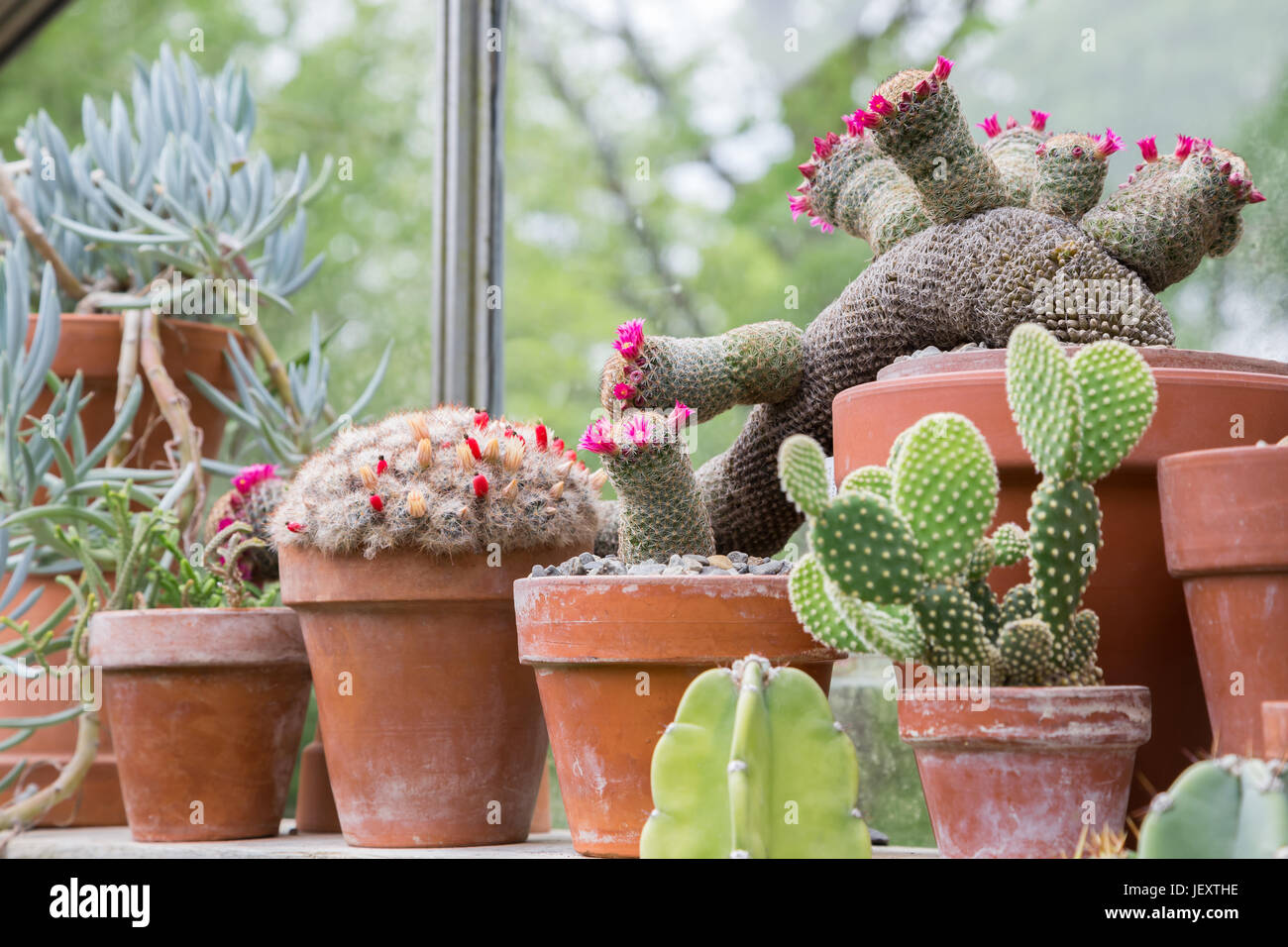Cactus on a window shelf of a greenhouse. Stock Photo