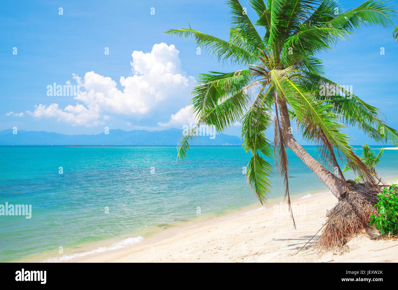 tropical beach with coconut palm Stock Photo - Alamy