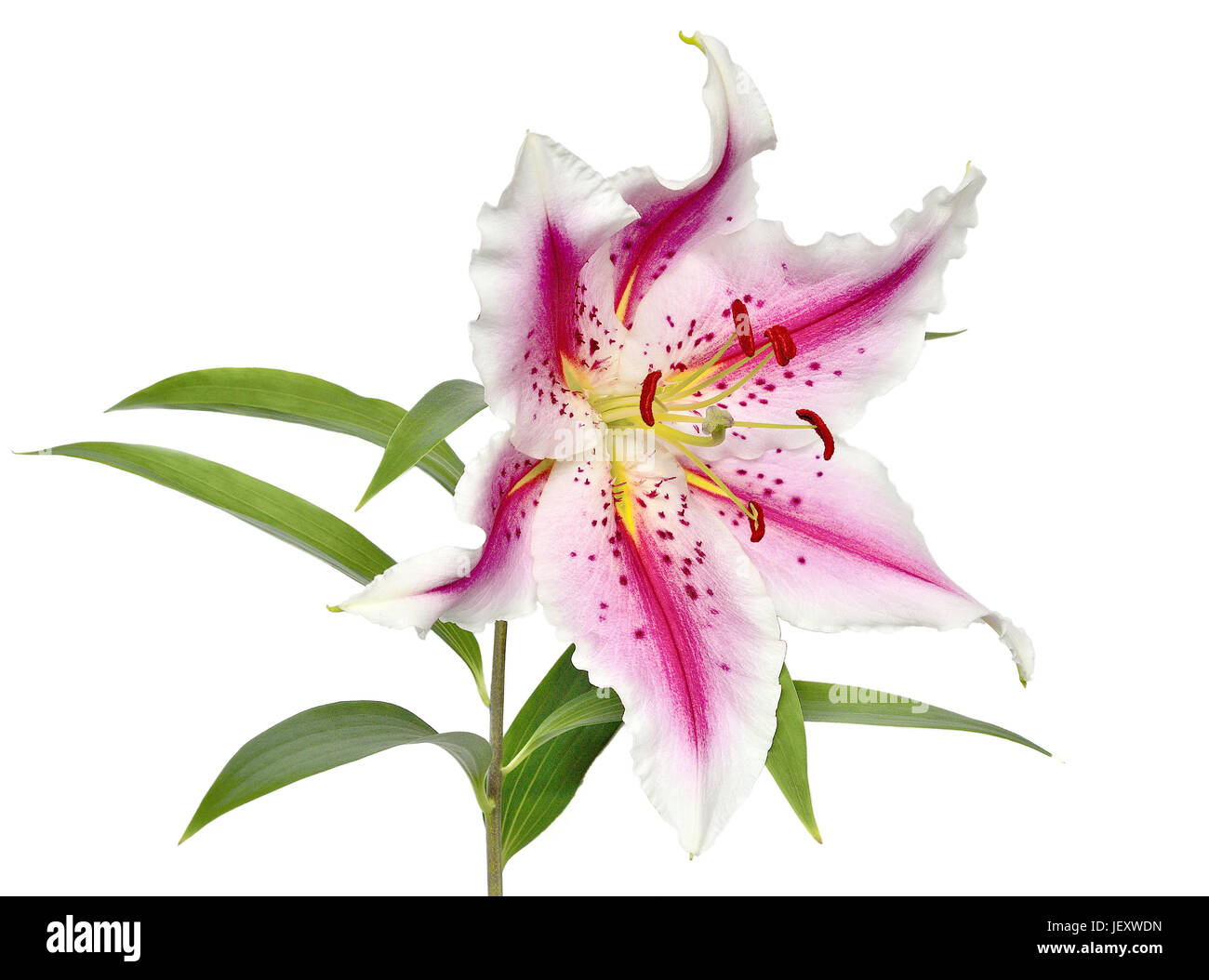 Pink lily isolated on white Stock Photo