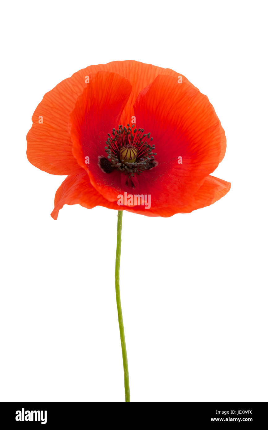 bright red poppy flower isolated on white background Stock Photo - Alamy