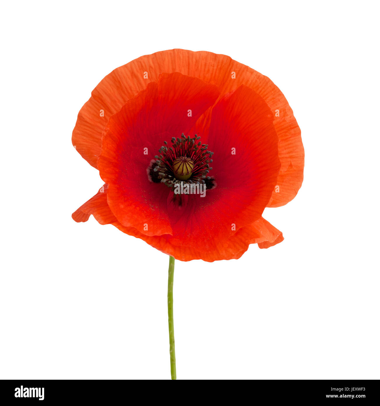 bright red poppy flower isolated on white background Stock Photo - Alamy