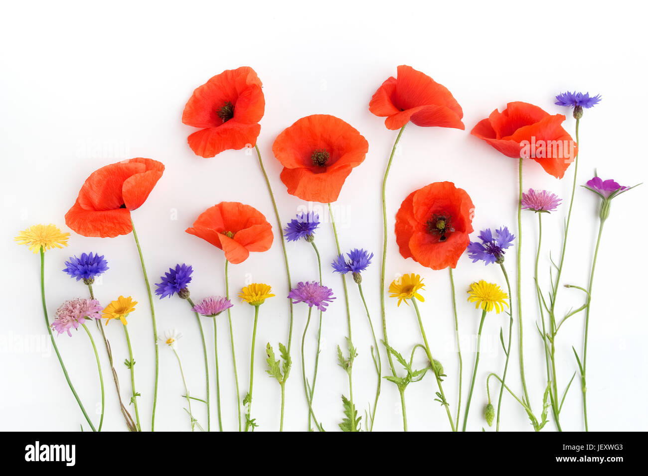 Red poppies and wild flowers in a row on white background Stock Photo ...