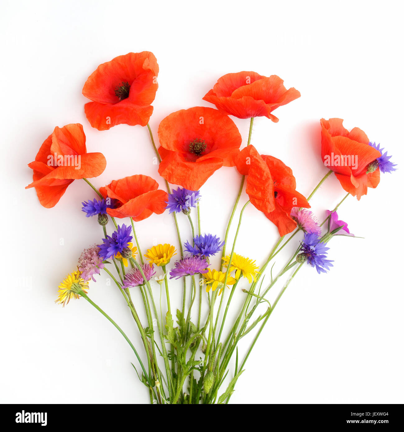 Red poppies and wild flowers in a row on white background Stock Photo ...