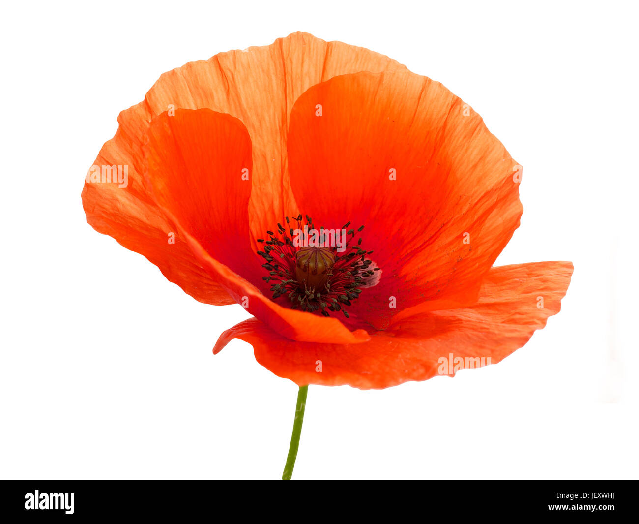 bright red poppy flower isolated on white background Stock Photo - Alamy