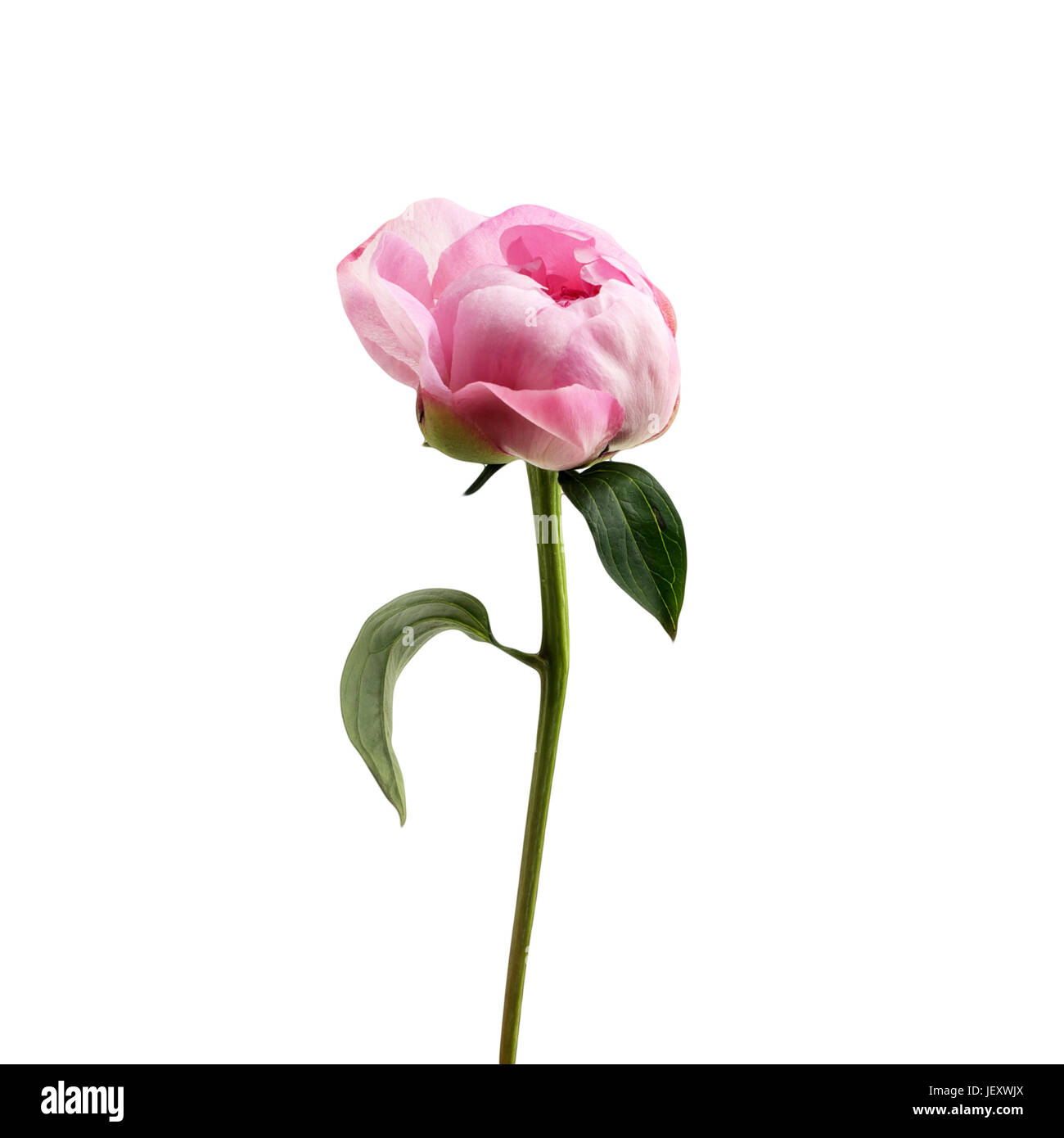 Pink peony flower isolated on white background Stock Photo - Alamy