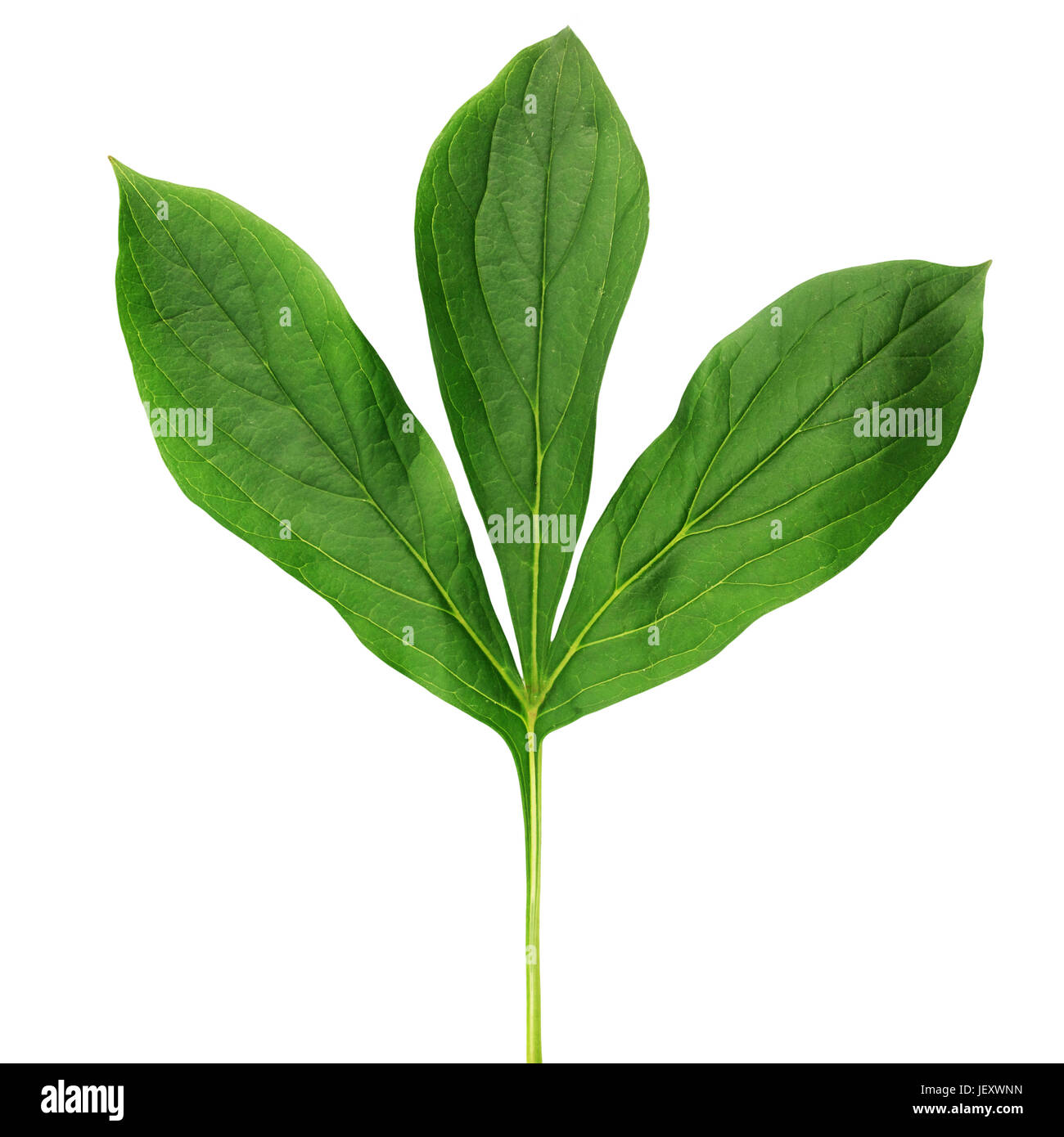 Green peony leaf isolated on white background Stock Photo - Alamy