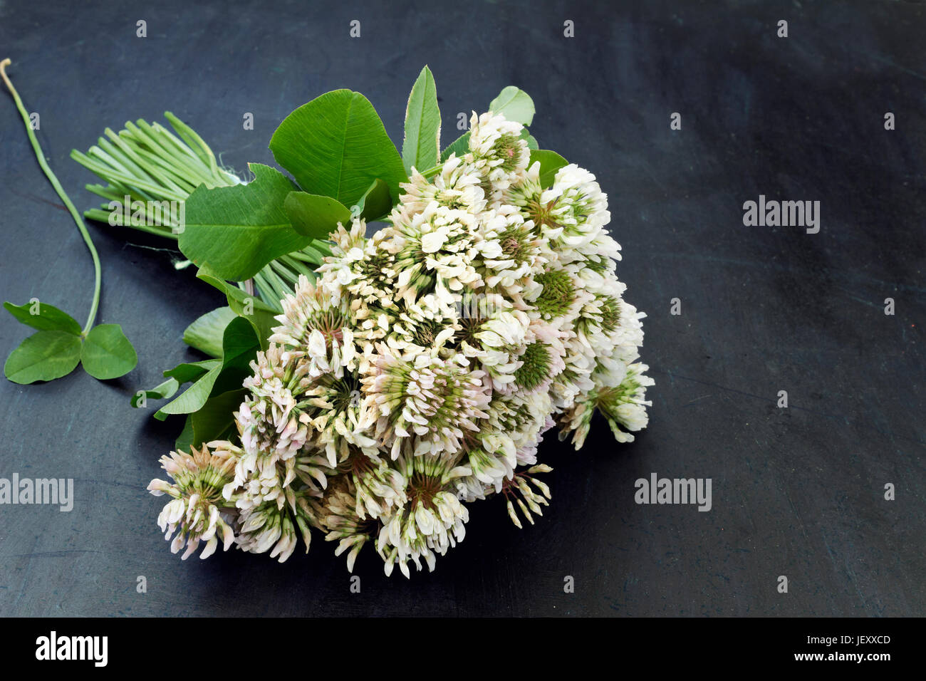 A bouquet of white clover flowers Stock Photo - Alamy