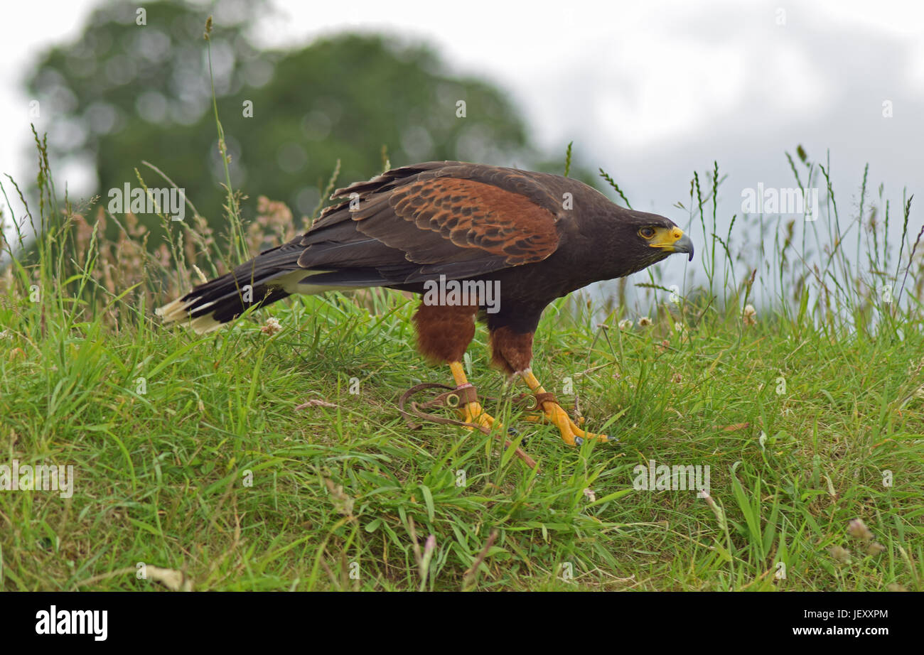 Harris Hawk - Scottish Deer Centre, Cupar, Bow of Fife, Scotland Stock Photo