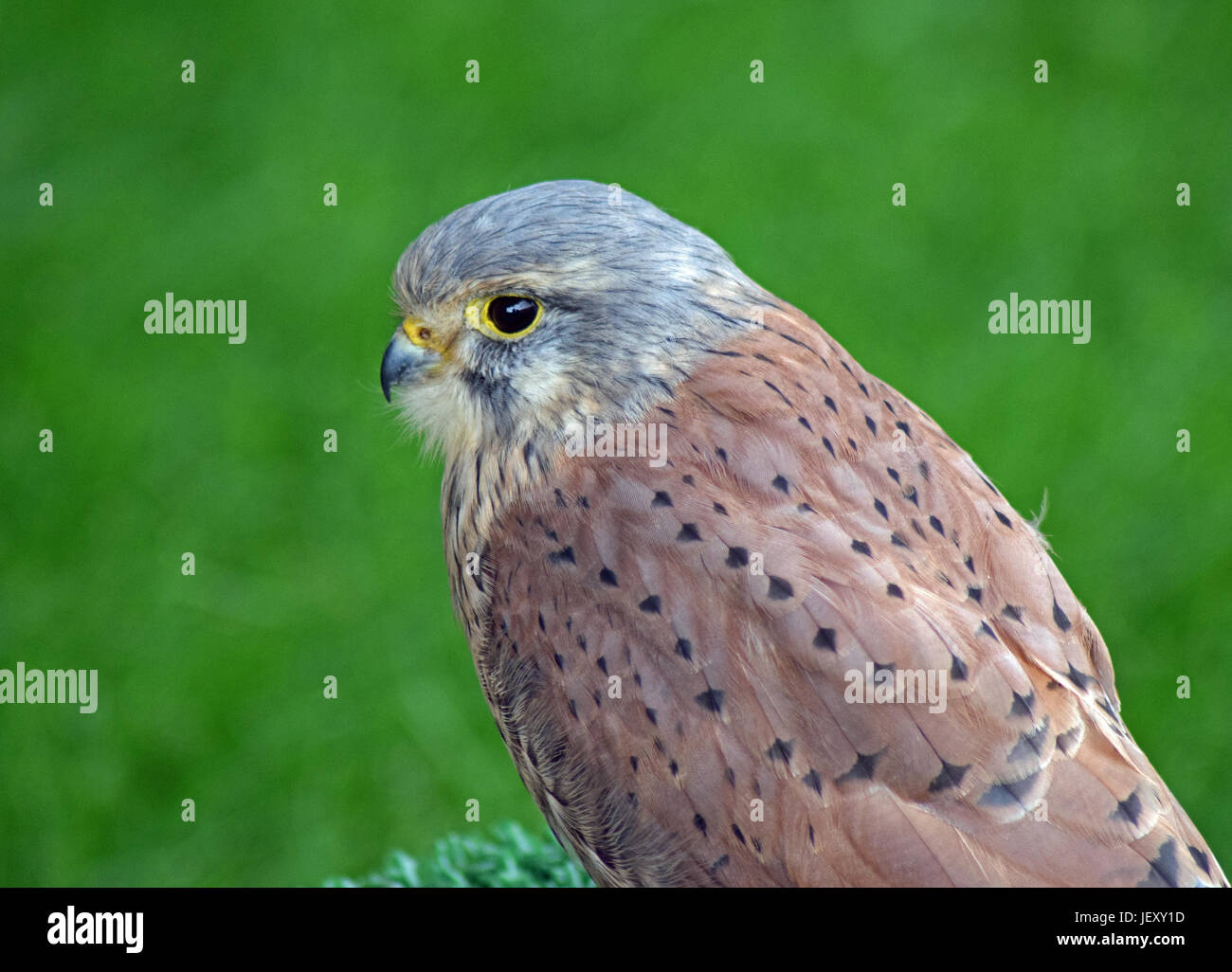 Kestrel Scottish Deer Centre, Cupar, Bow of Fife, scotland Stock