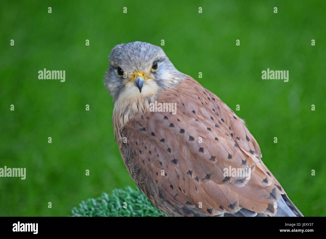 Kestrel Scottish Deer Centre, Cupar, Bow of Fife, scotland Stock