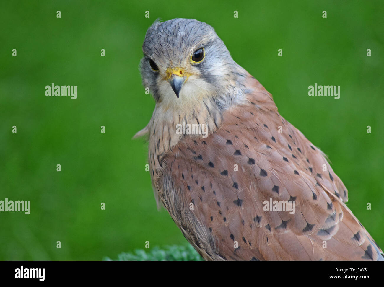 Kestrel Scottish Deer Centre, Cupar, Bow of Fife, scotland Stock