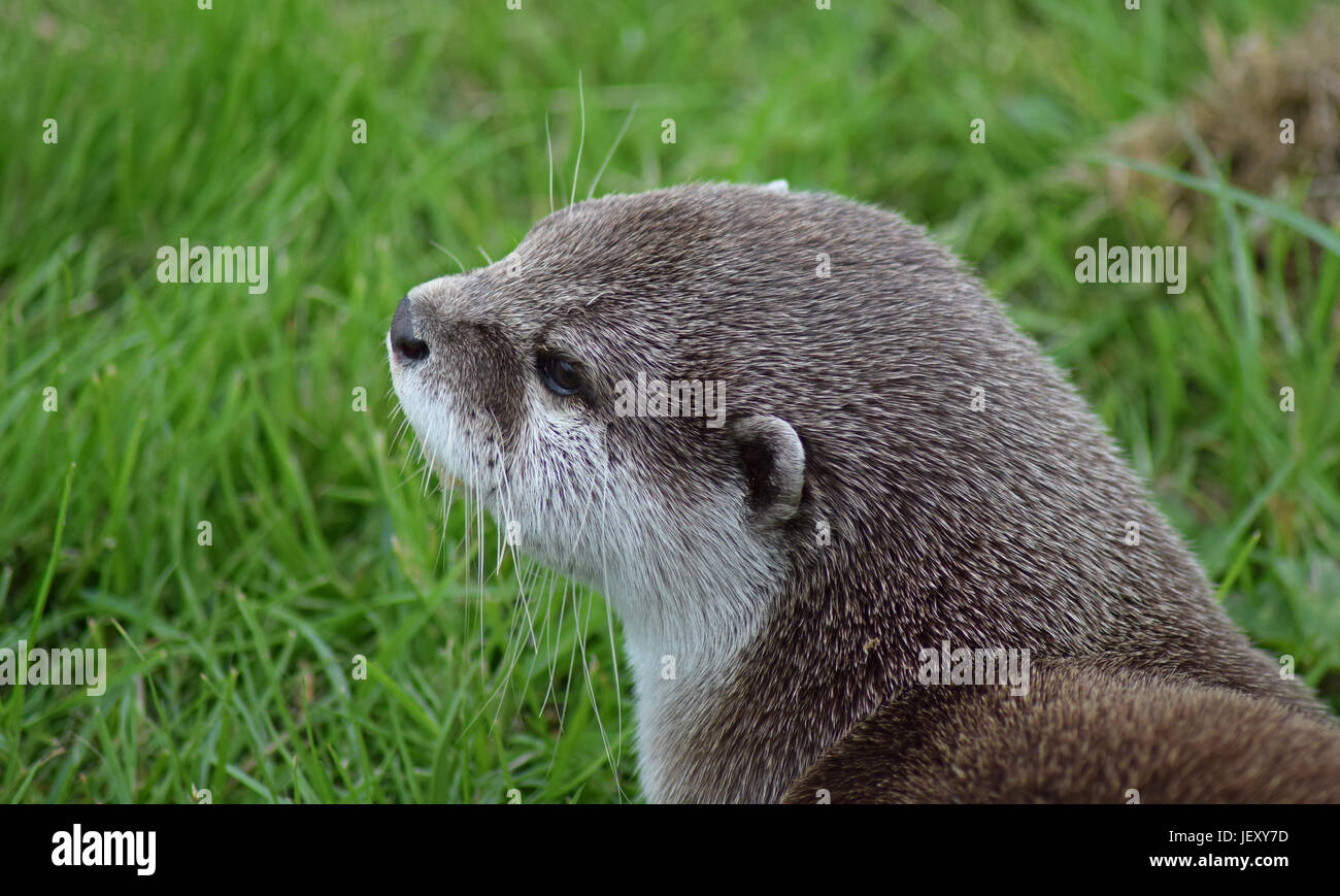 Asian Otter Scottish Deer Centre, Cupar, Bow of Fife, Scotland Stock